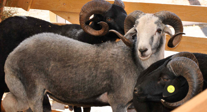 Карачаевские овцы