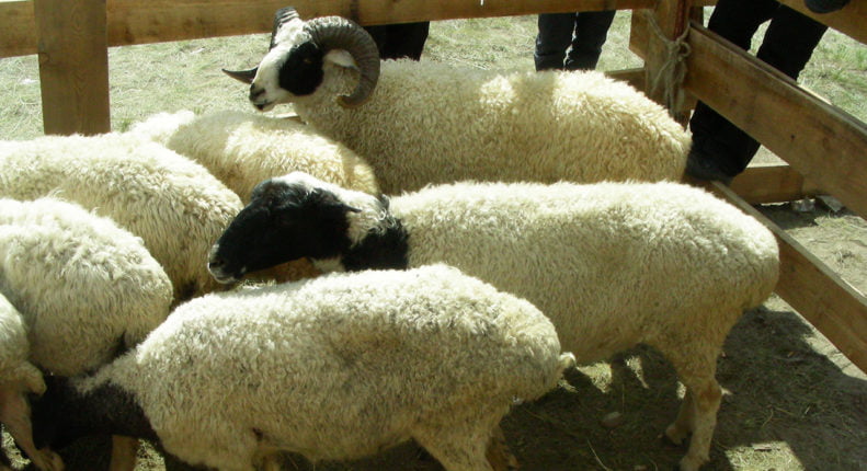 Тувинские овцы