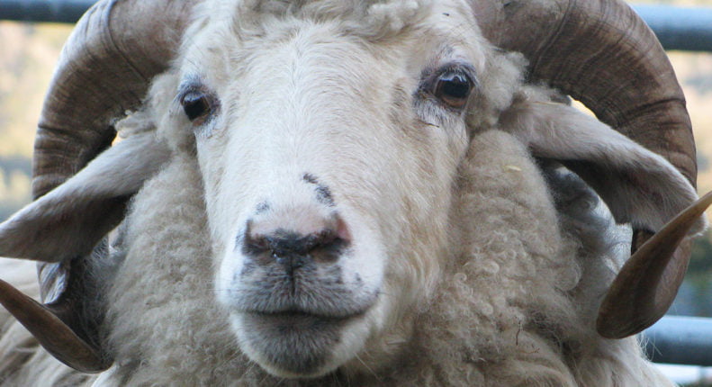 Крымская порода овец