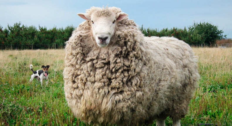Овцематка мериносовая