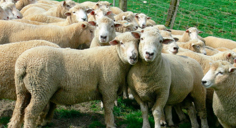 Новозеландская порода овец