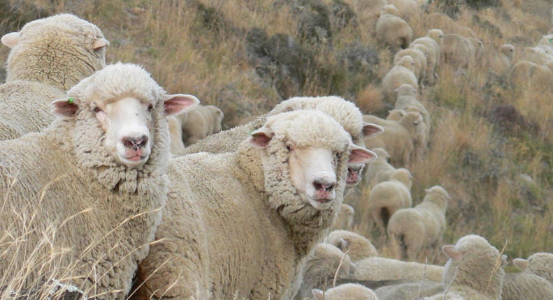 Корридели овцы