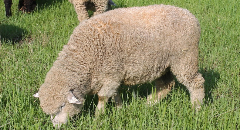 Ромни овцы