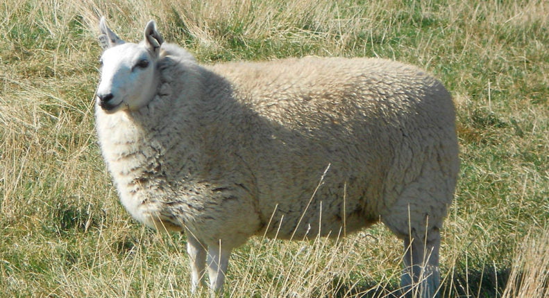 Шевиот овцы