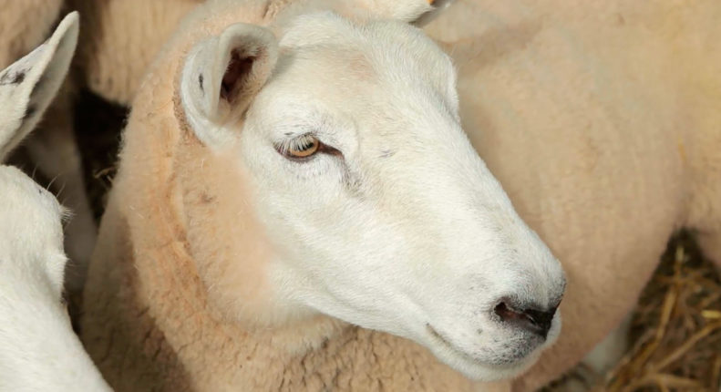 Шевиот порода овец