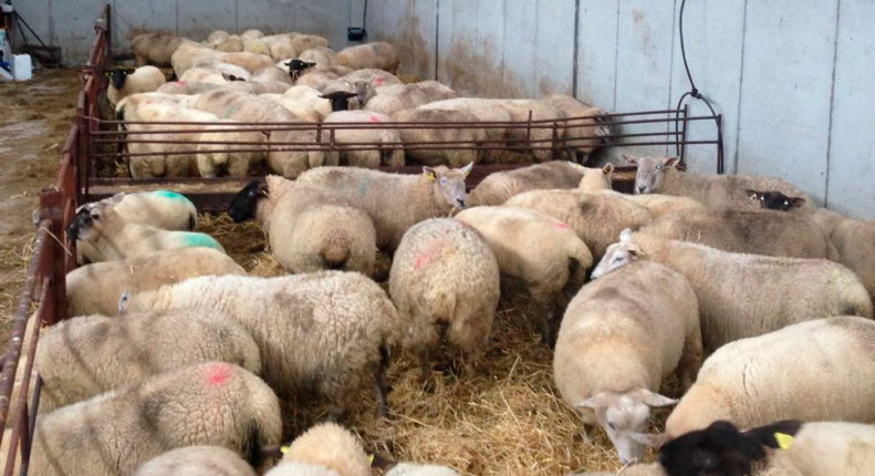 Рацион кормления овец в зимним период