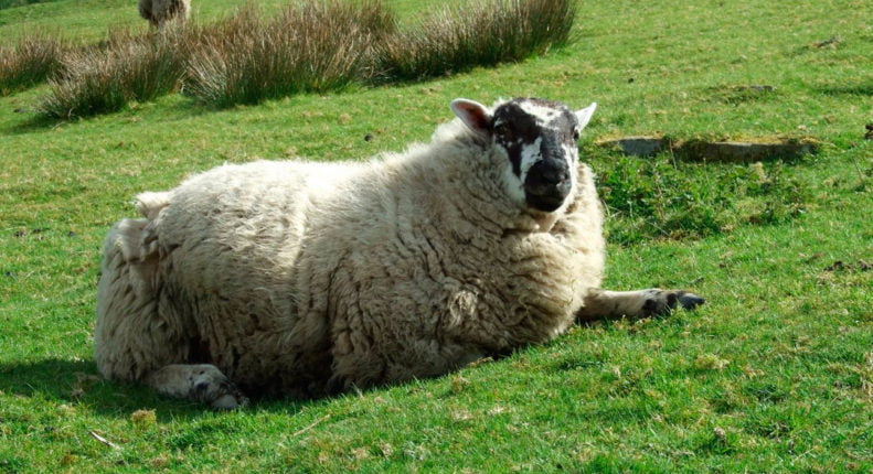 Вздутие живота у овцы
