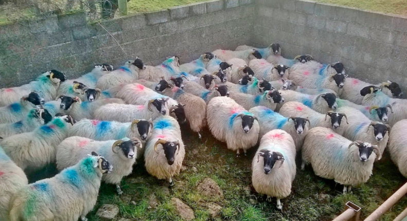 Классы овец