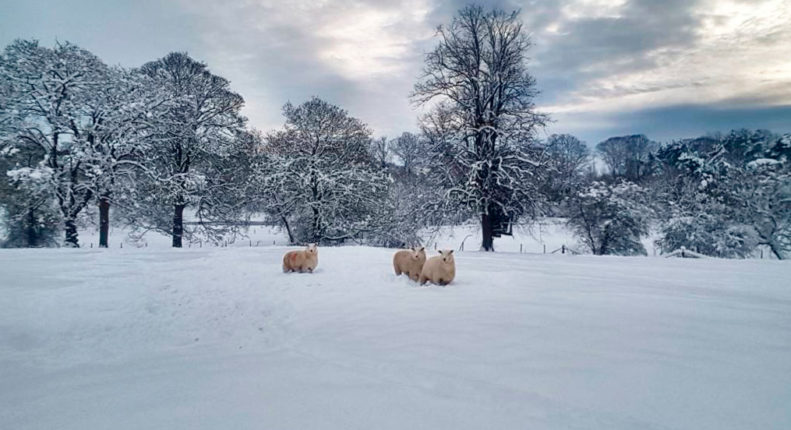 Кормление овец и баранов зимой