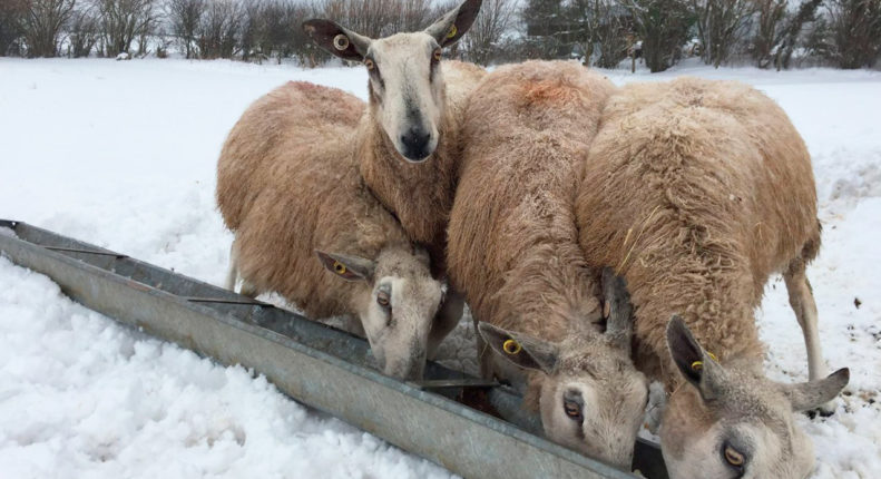 Корм для овец зимой