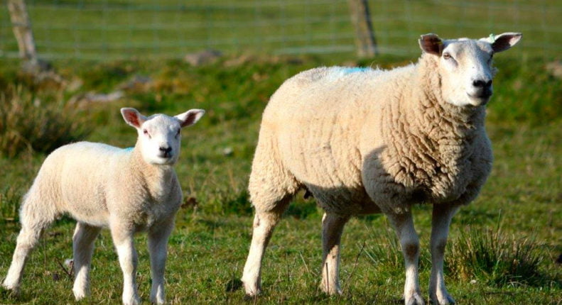 Породистые мясные овцы