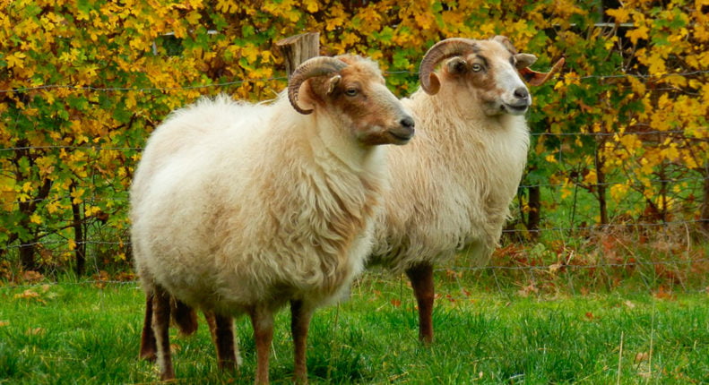 Вересковая овца