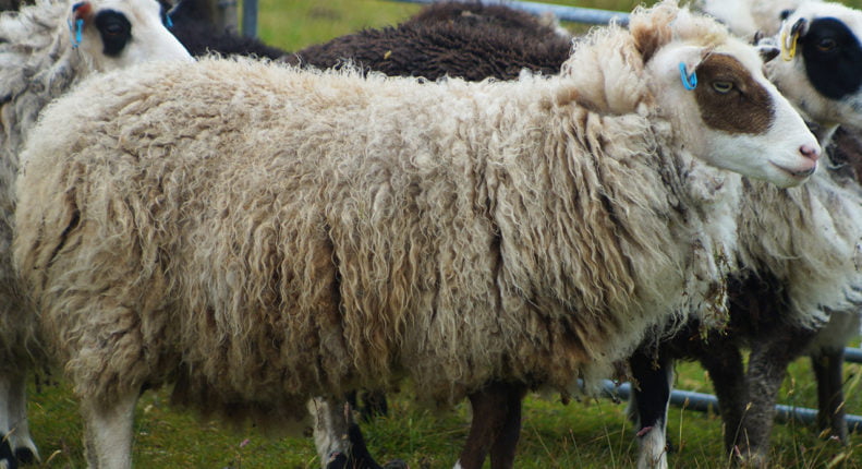 Шетланд овца