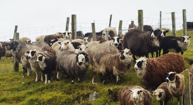 Шетландские овцы на пастбище