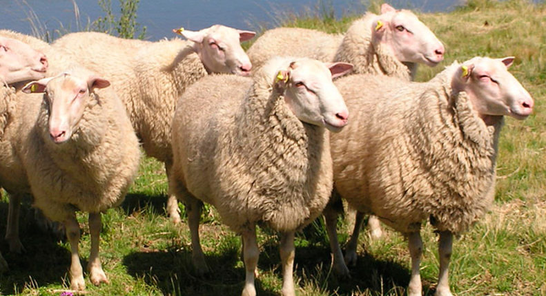Восточно-фризския овцы