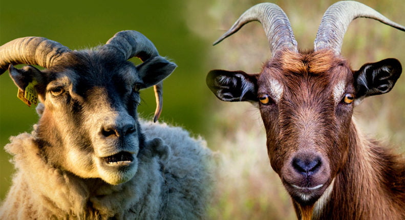 Чем коза отличается от овцы