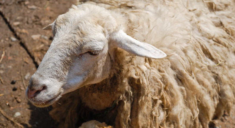 Лечение чесотки у овец