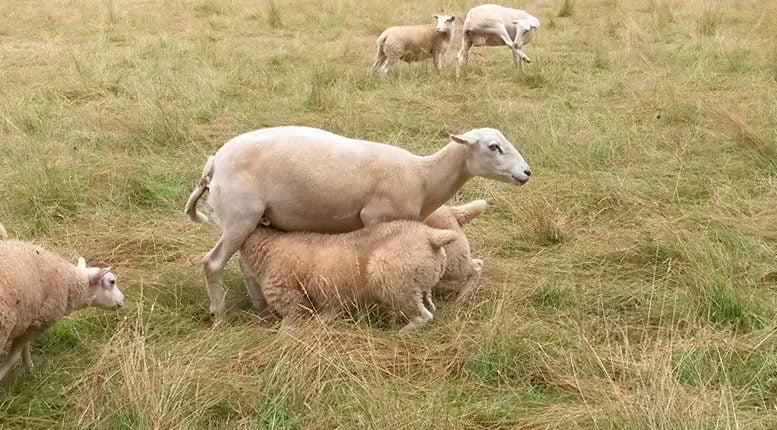 Овца с ягнятами на пастбище