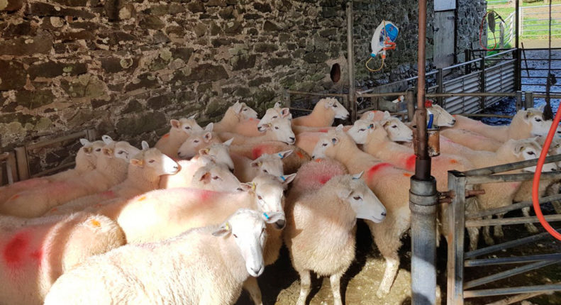 Откорм овец в стойле
