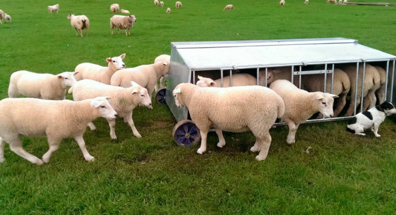Откорм овец на мясо