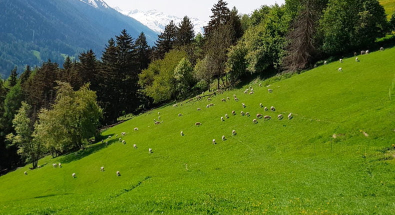 Горный луг с пасущимися овцами