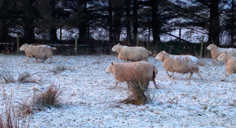 Корма для овец зимой