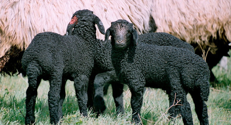 Каракульские овцы