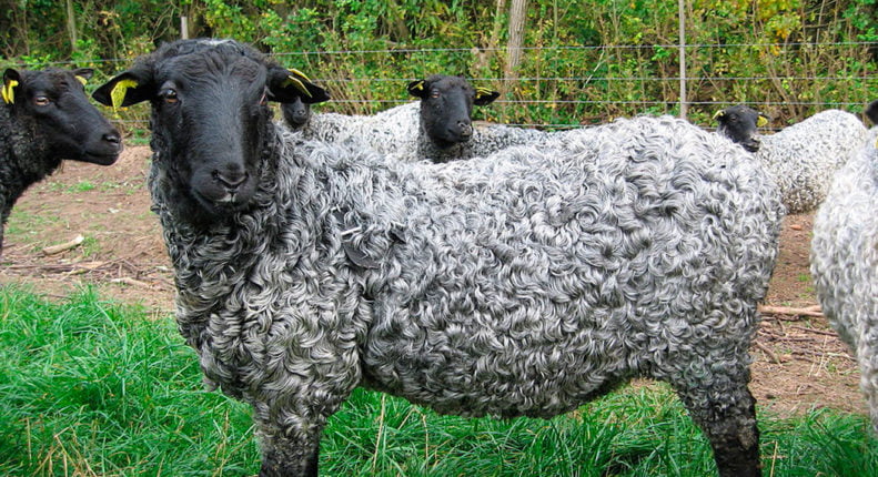 Каракульская порода овец
