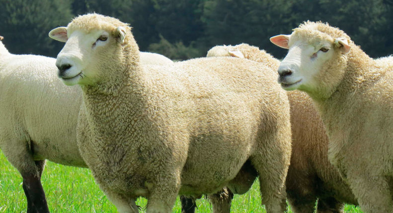 Овцы породы ромни-марш 