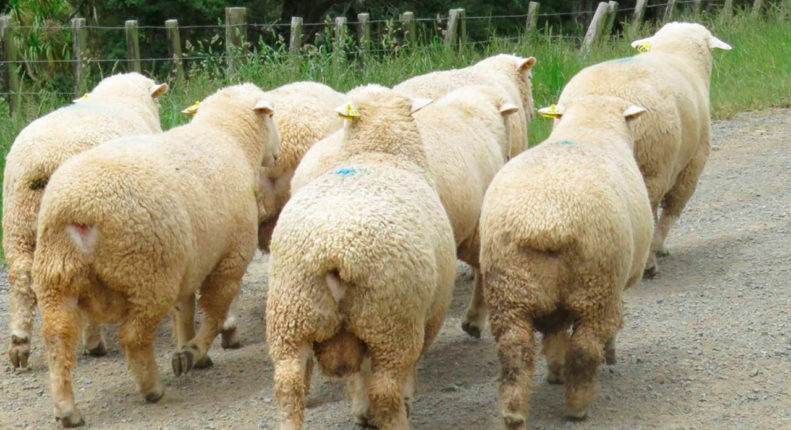 Продуктивность овец породы ромни