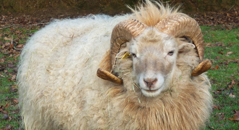 Цигайские овцы