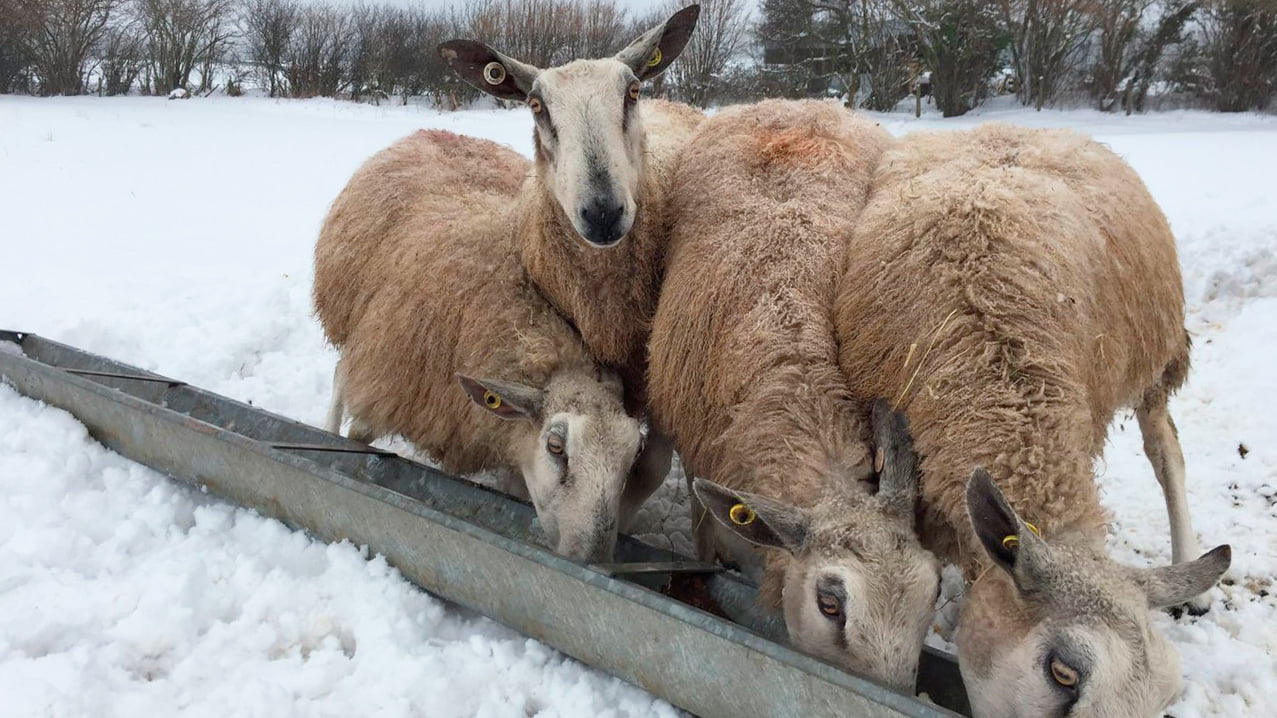 Барана сена. Овцы зимой. Баран зимой. Зимовка овцеводство. Что едят бараны.