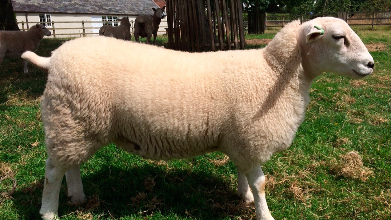 Купить алтайских овец. Горноалтайская порода овец. Породы овец Долан Кайла. Ван Рой порода овец. Балбас порода овец.