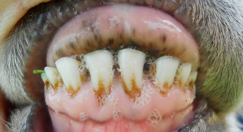 Зубы ягненка в 11 месяцев