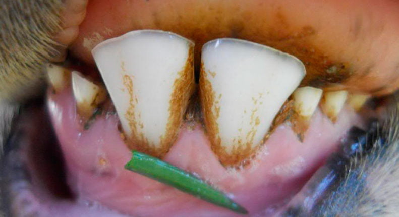 Зубы годовалого ягненка