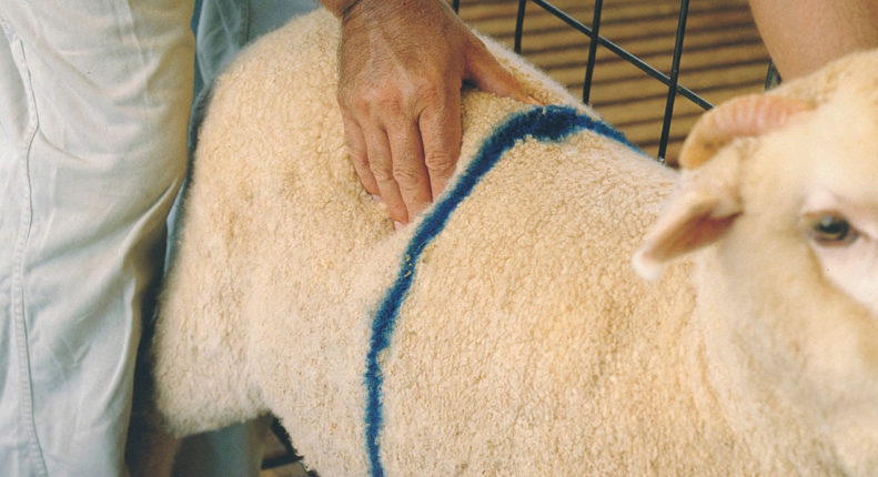 Определение беременности у овцы пальпацией