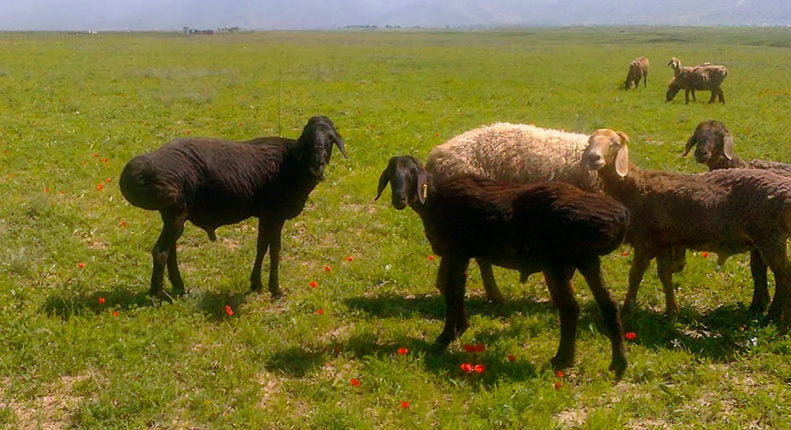 Овцы гиссарской породы