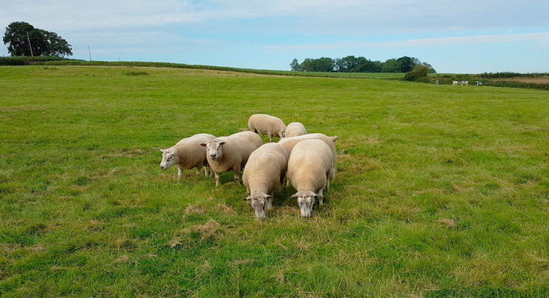 Пастбищное содержание овец