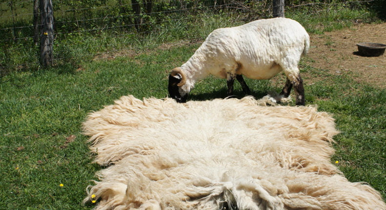 Время стрижки овец