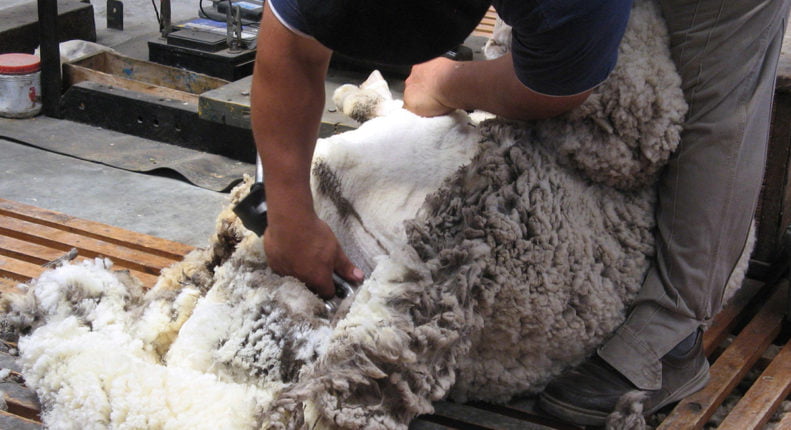 План стрижки в овечьем хозяйстве